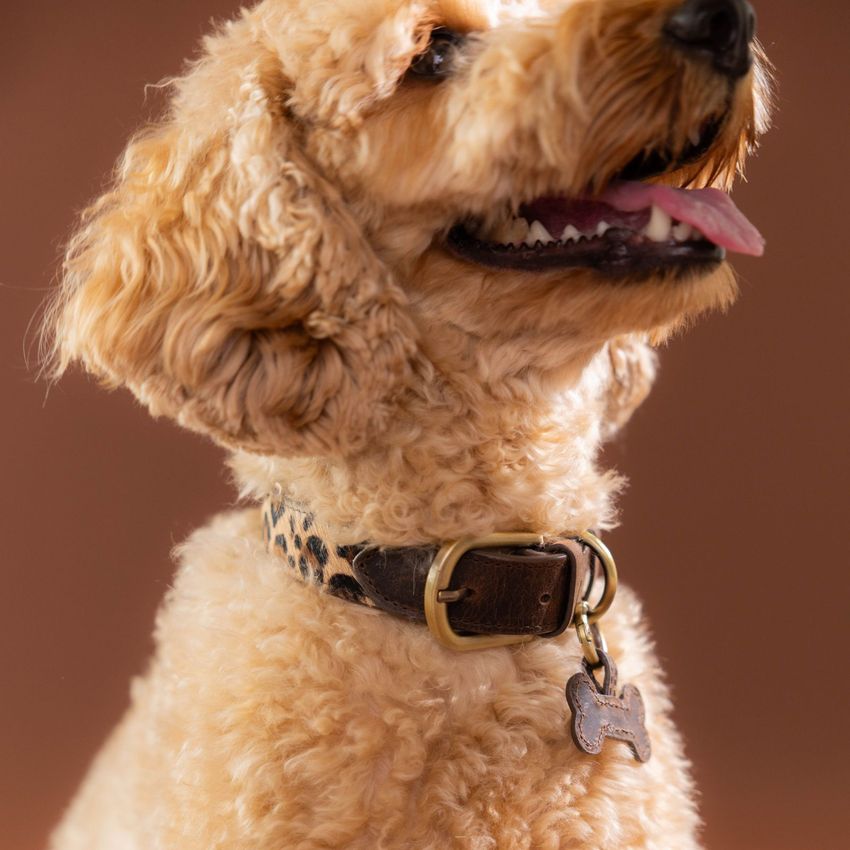 Bruine leren leopard honden halsband - S/M/L